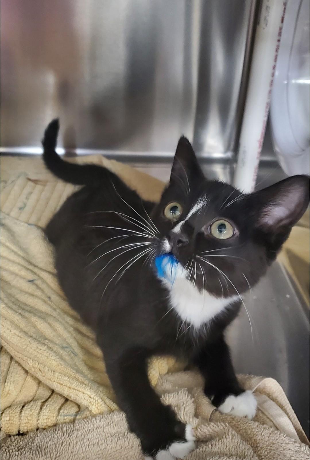 Enlarge Skunk, a Adoptable mixed breed in Brighton, MI image 2/4