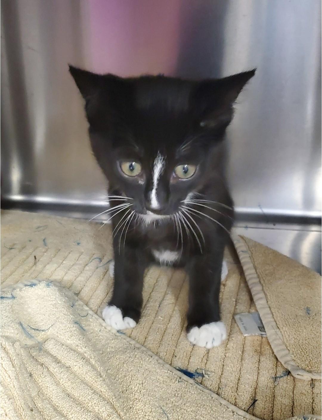Enlarge Skunk, a Adoptable mixed breed in Brighton, MI image 3/4