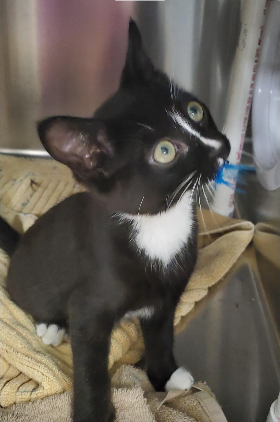 Enlarge Skunk, a Adoptable mixed breed in Brighton, MI image 4/4