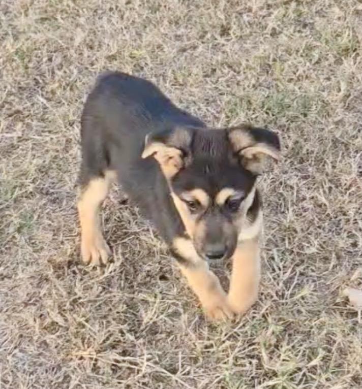 Enlarge Chief, an adopted mixed breed in HAMBURG, PA image 2/3