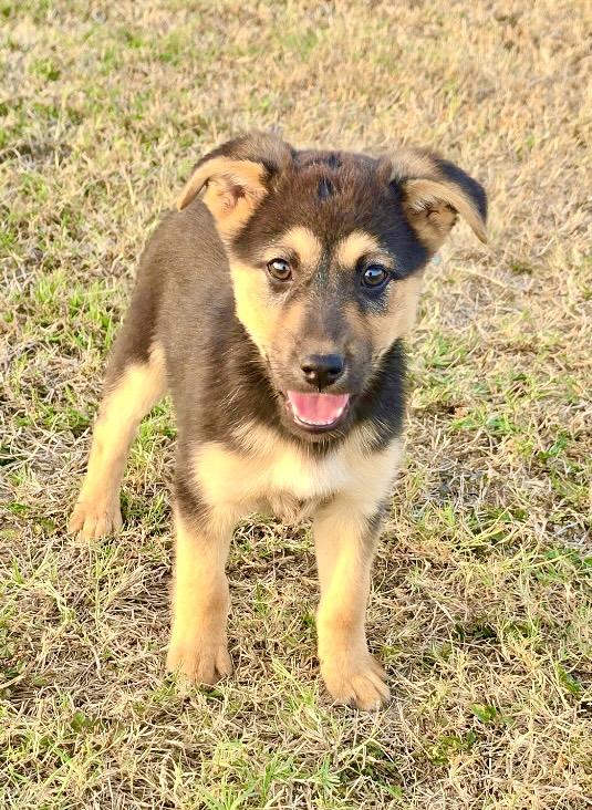 Chief, adopted, Puppy Male German Shepherd Dog.