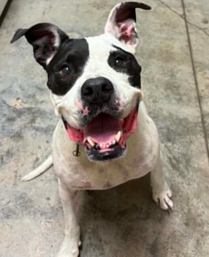 Enlarge Pepper, a Adoptable mixed breed in Lampasas, TX image 1/2