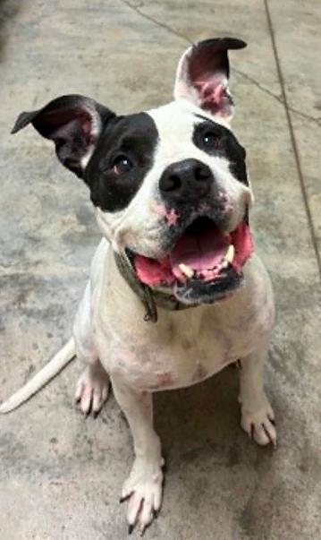 Enlarge Pepper, a Adoptable mixed breed in Lampasas, TX image 2/2