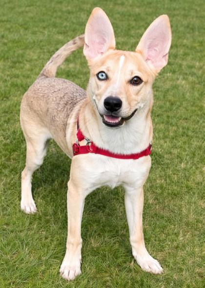 Catire, Adoptable, Young Male Fox Terrier & Siberian Husky.