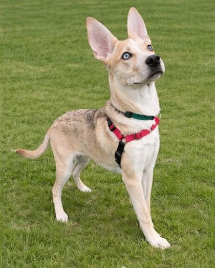 Enlarge Catire, a Adoptable mixed breed in Baraboo, WI image 2/3
