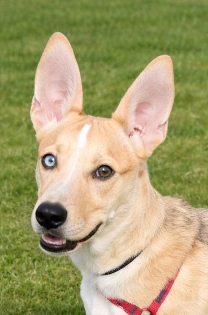Enlarge Catire, a Adoptable mixed breed in Baraboo, WI image 3/3