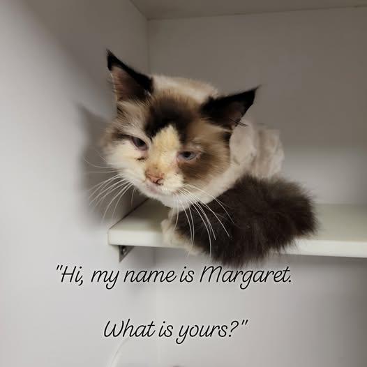 Margaret, ADOPTABLE, Adult Female Domestic Long Hair.