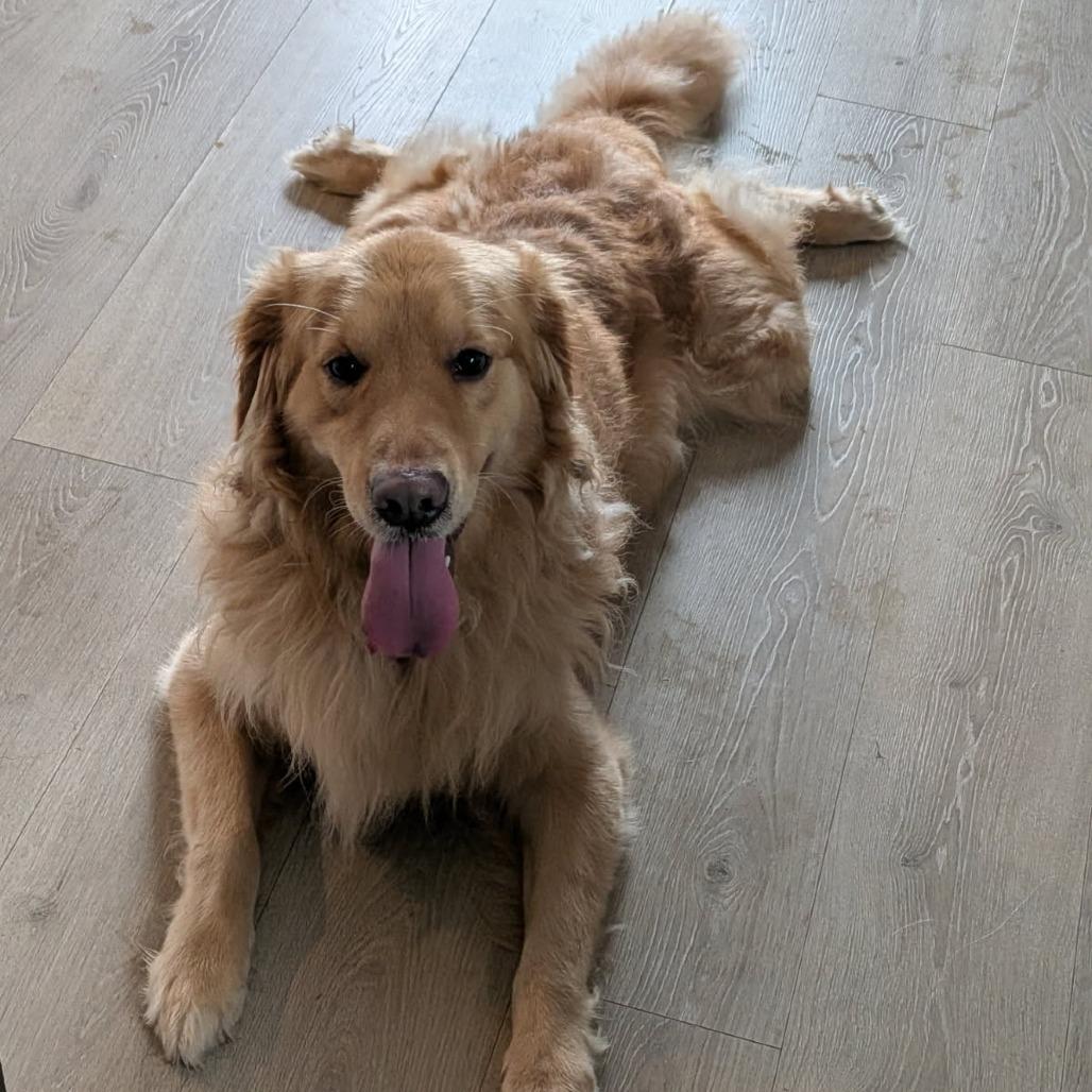Enlarge Billy--In Foster***ADOPTION PENDING***, a Adoptable Golden Retriever in Fargo, ND image 1/4