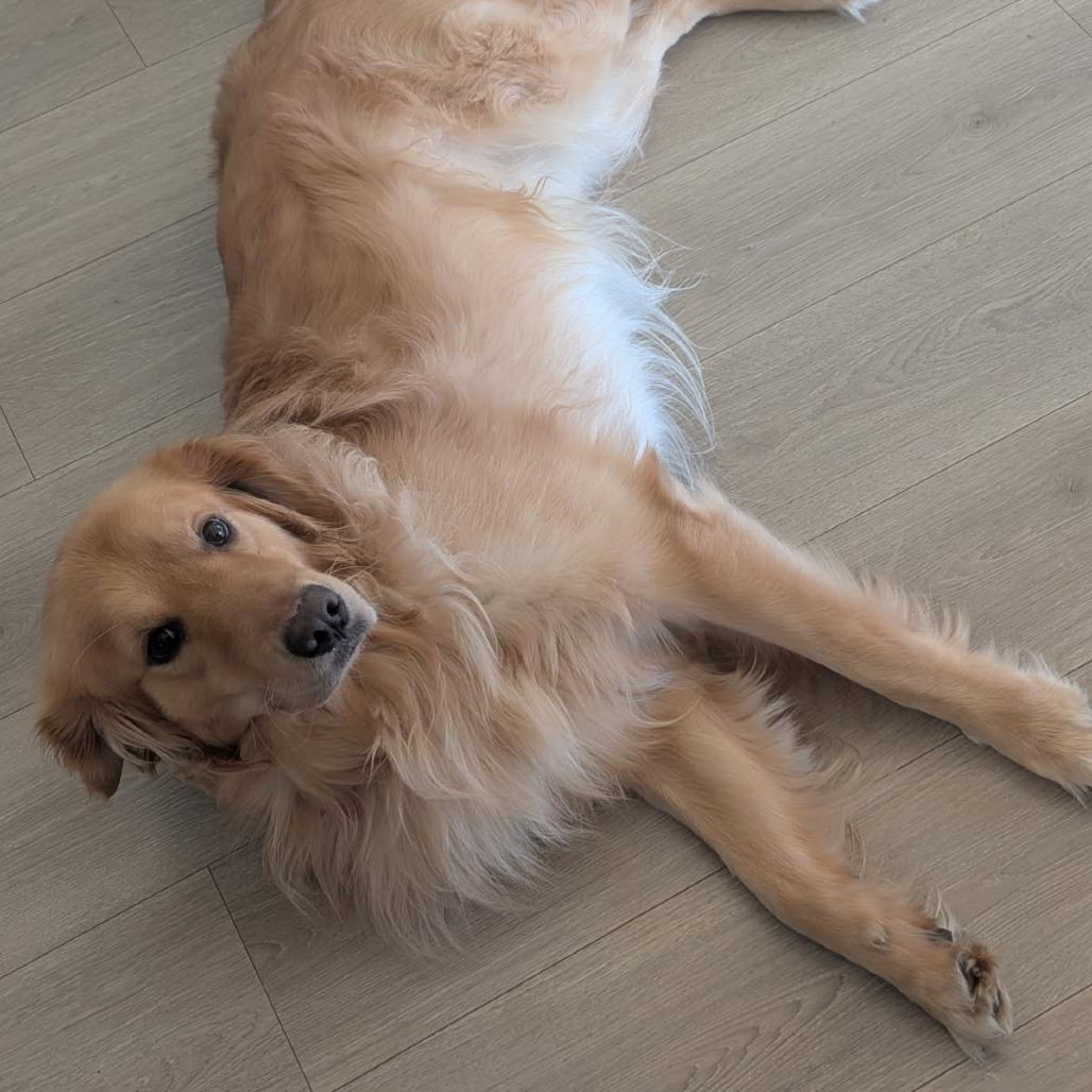 Enlarge Billy--In Foster***ADOPTION PENDING***, a Adoptable Golden Retriever in Fargo, ND image 2/4