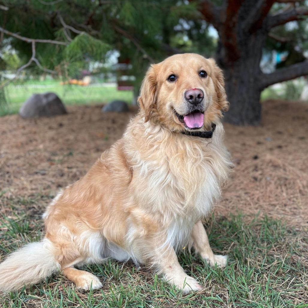 Enlarge Billy--In Foster***ADOPTION PENDING***, a Adoptable Golden Retriever in Fargo, ND image 3/4
