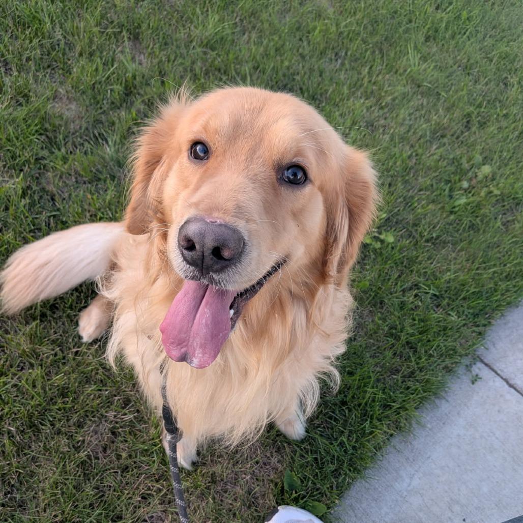 Enlarge Billy--In Foster***ADOPTION PENDING***, a Adoptable Golden Retriever in Fargo, ND image 4/4