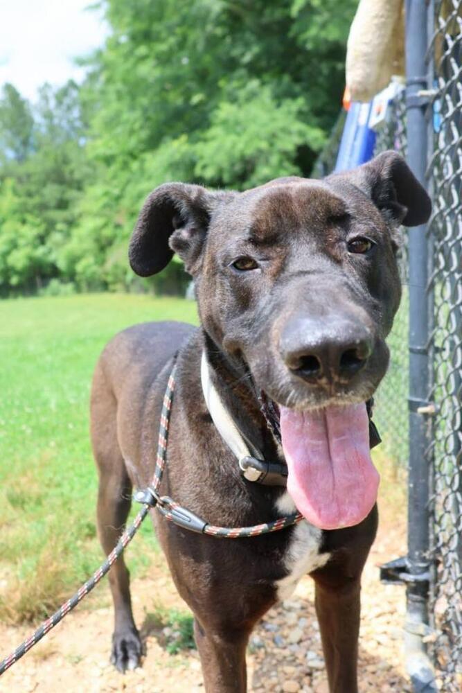 Enlarge Bogey, a Adoptable mixed breed in Washington, DC image 1/6