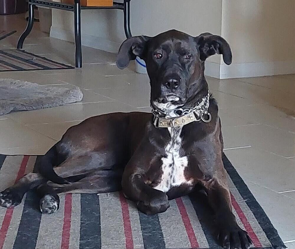 Enlarge Bogey, a Adoptable mixed breed in Washington, DC image 2/6