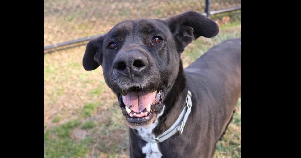 Enlarge Bogey, a Adoptable mixed breed in Washington, DC image 3/6