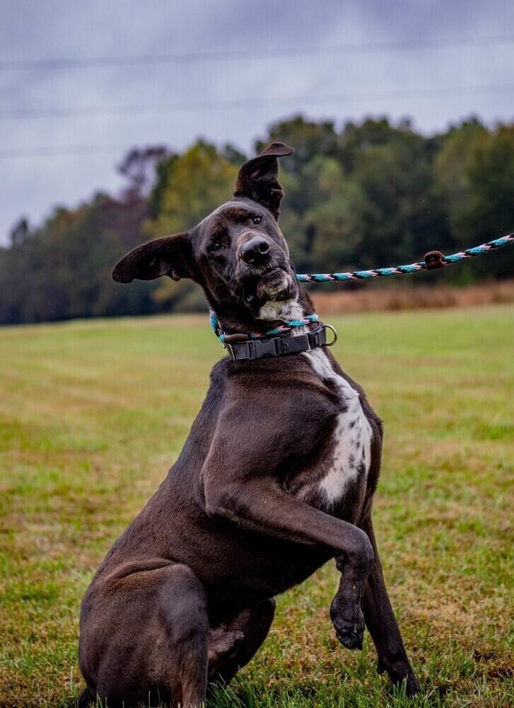 Enlarge Bogey, a Adoptable mixed breed in Washington, DC image 3/6