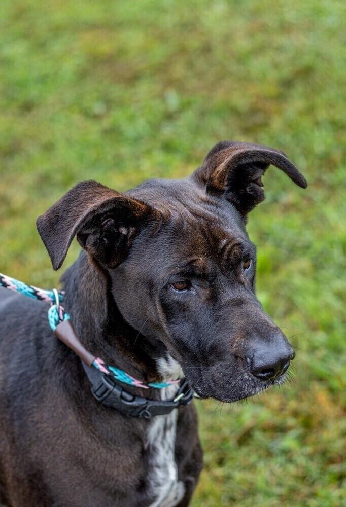 Enlarge Bogey, a Adoptable mixed breed in Washington, DC image 4/6