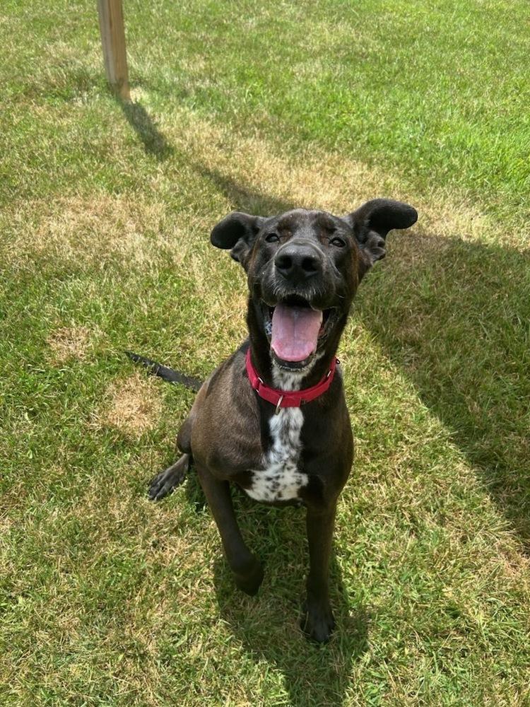 Enlarge Bogey, a Adoptable mixed breed in Washington, DC image 5/6
