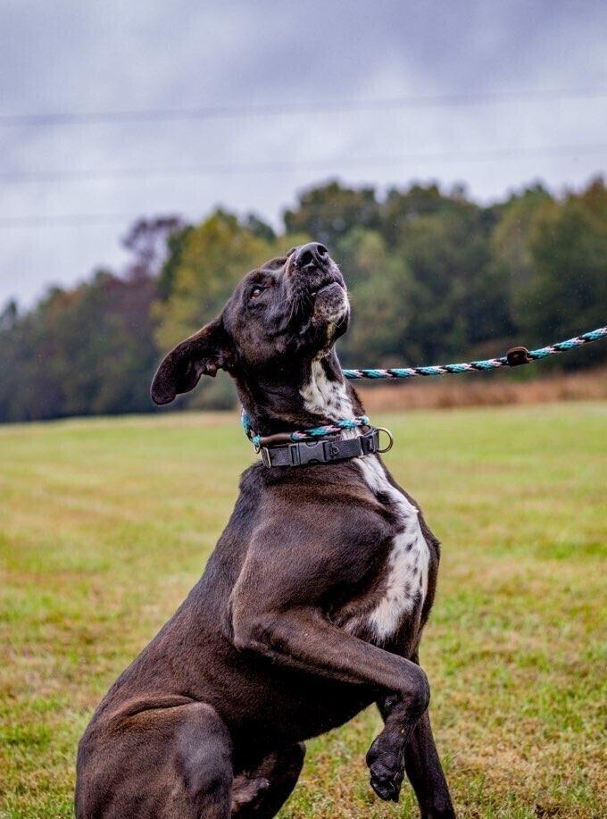 Enlarge Bogey, a Adoptable mixed breed in Washington, DC image 6/6