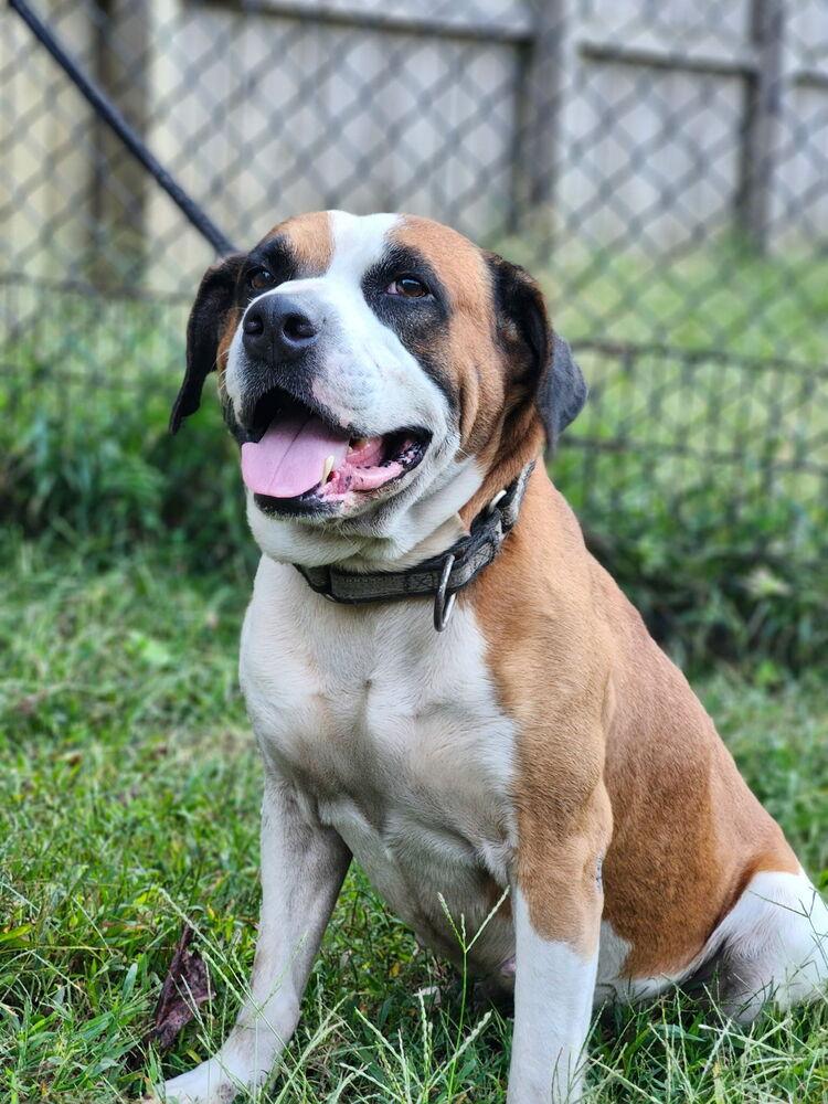 Roman, adopted, Adult Male Boxer.