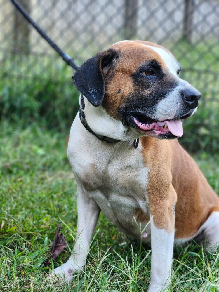 Enlarge Roman, an adopted mixed breed in Oswego, IL image 2/6