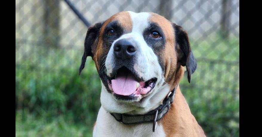 Enlarge Roman, an adopted mixed breed in Oswego, IL image 3/6