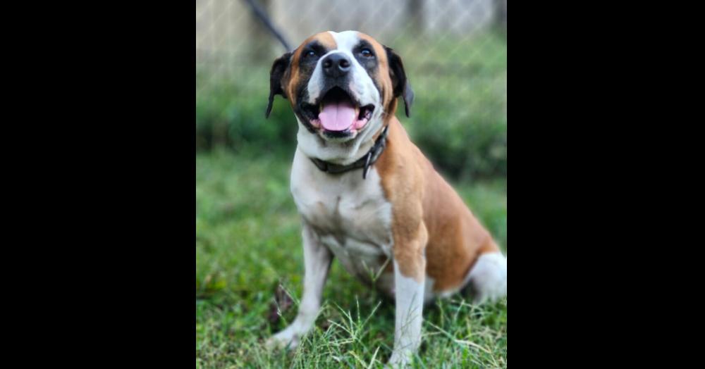 Enlarge Roman, an adopted mixed breed in Oswego, IL image 4/6