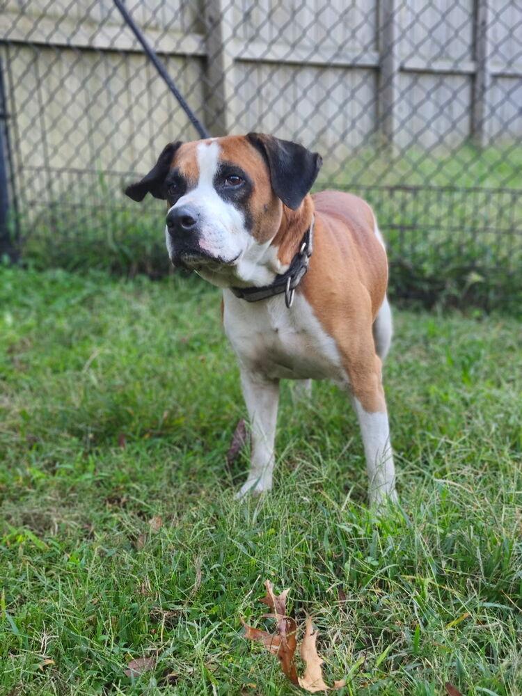 Enlarge Roman, an adopted mixed breed in Oswego, IL image 5/6