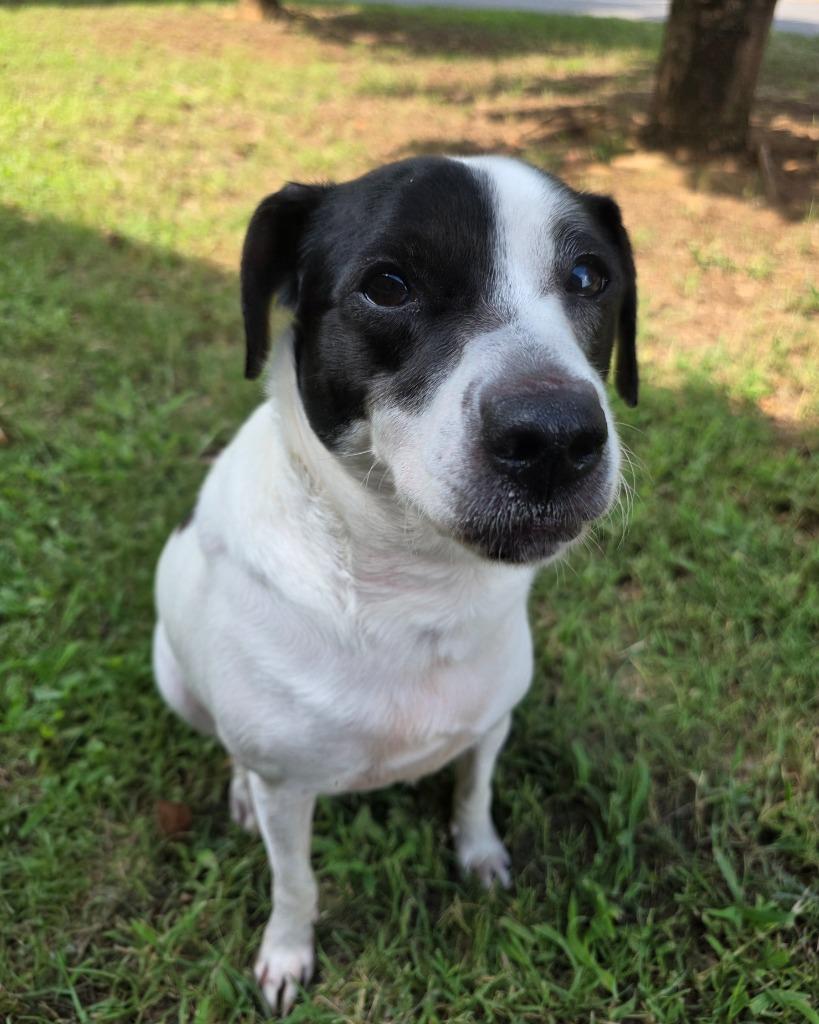 Enlarge Piggly Wiggly, a Adoptable mixed breed in Fort Mill, SC image 1/4