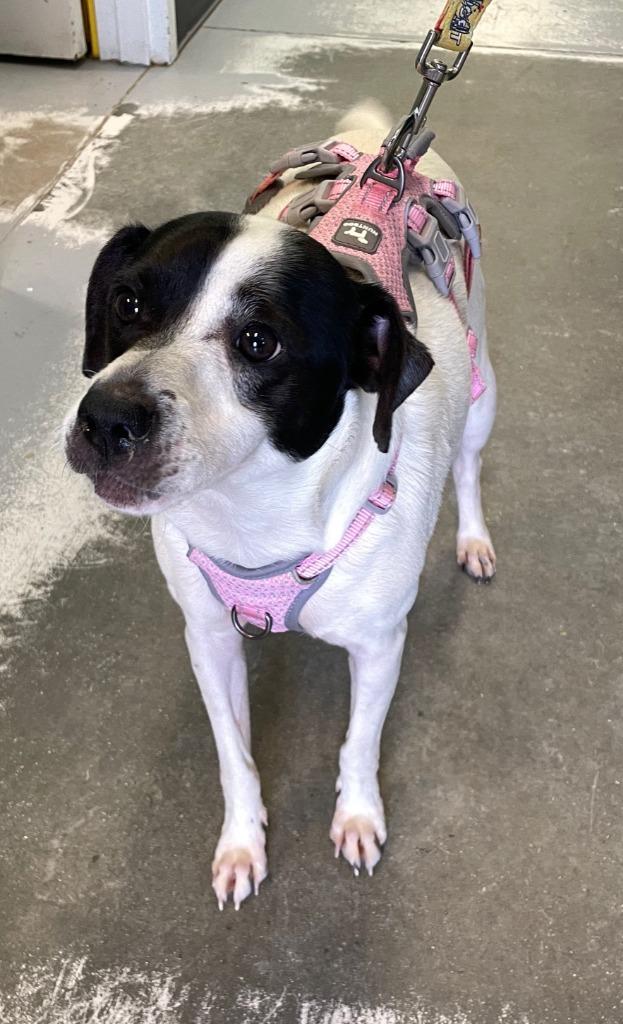 Enlarge Piggly Wiggly, a Adoptable mixed breed in Fort Mill, SC image 2/4