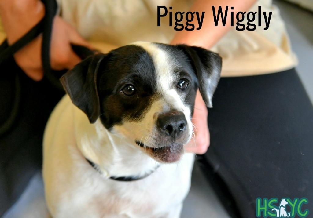Enlarge Piggly Wiggly, a Adoptable mixed breed in Fort Mill, SC image 3/4