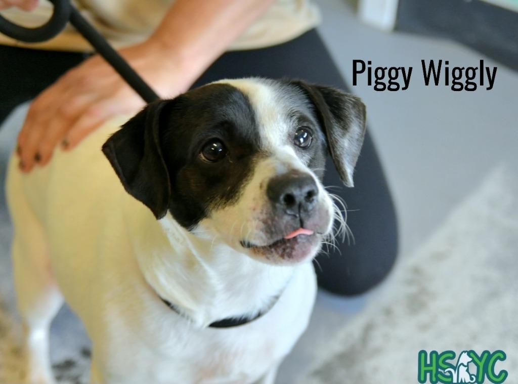 Enlarge Piggly Wiggly, a Adoptable mixed breed in Fort Mill, SC image 4/4
