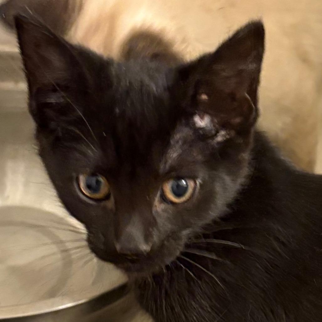 Enlarge Anna, a Adoptable Domestic Short Hair in Coralville, IA image 1/1