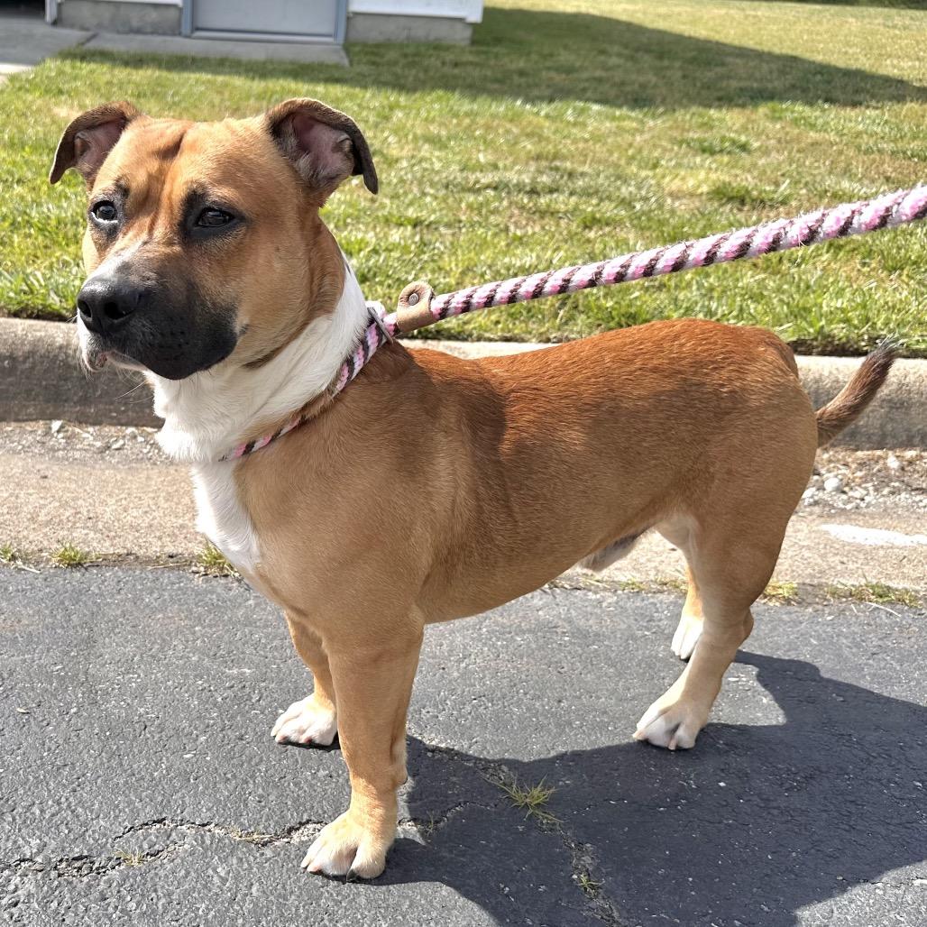 Spike Wilder, Adoptable, Adult Male Corgi.