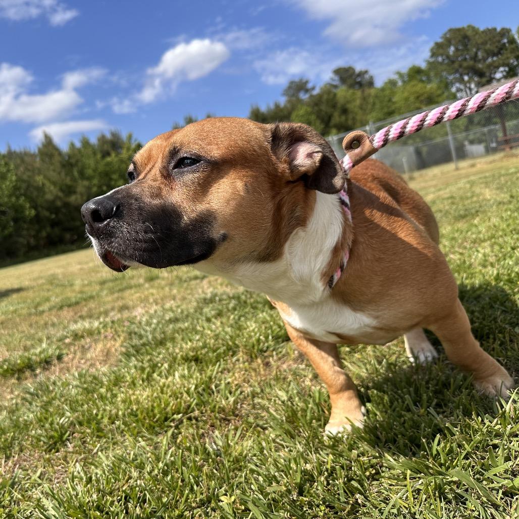 Enlarge Spike Wilder, a Adoptable mixed breed in Chesapeake, VA image 2/3