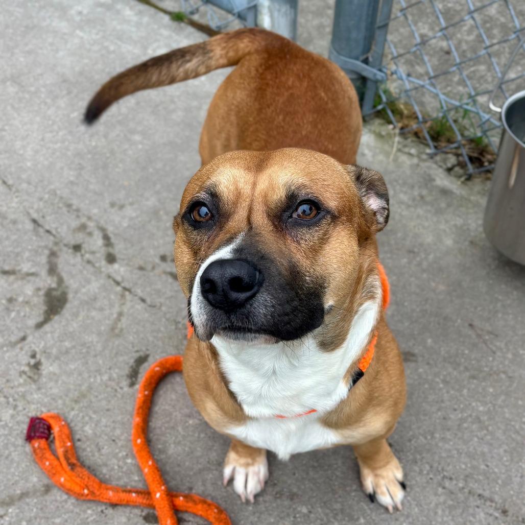 Enlarge Spike Wilder, a Adoptable mixed breed in Chesapeake, VA image 3/3