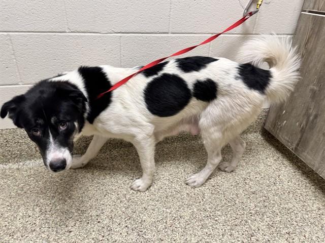 Enlarge AMELIA MIGNONETTE THERMOPOLIS, a Adoptable mixed breed in Colorado Springs, CO image 1/1