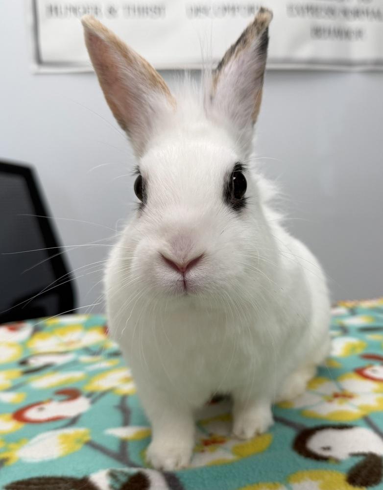 Sriracha, Adoptable, Adult Female Lionhead.