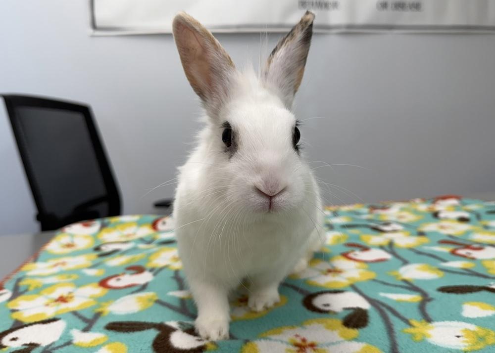 Enlarge Sriracha, a Adoptable mixed breed in Westford, MA image 2/3