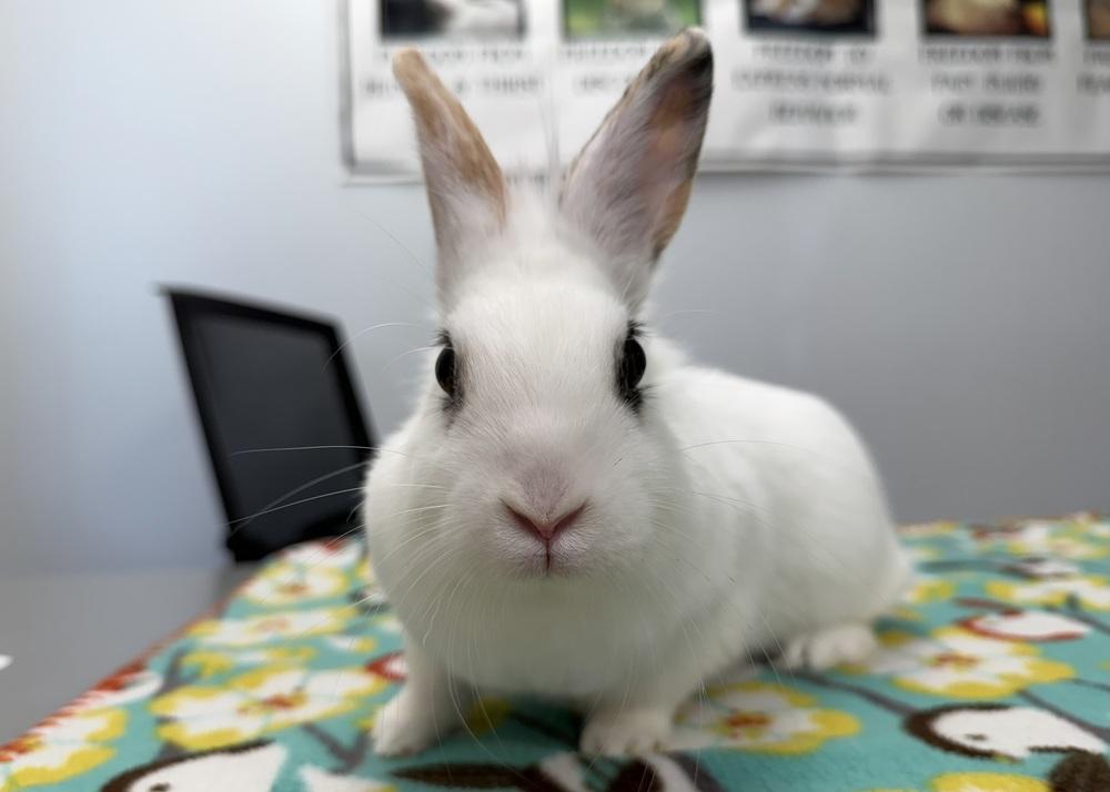 Enlarge Sriracha, a Adoptable mixed breed in Westford, MA image 3/3