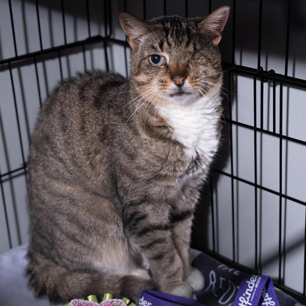 Enlarge Winchester, a Adoptable Domestic Short Hair in New York, NY image 1/2