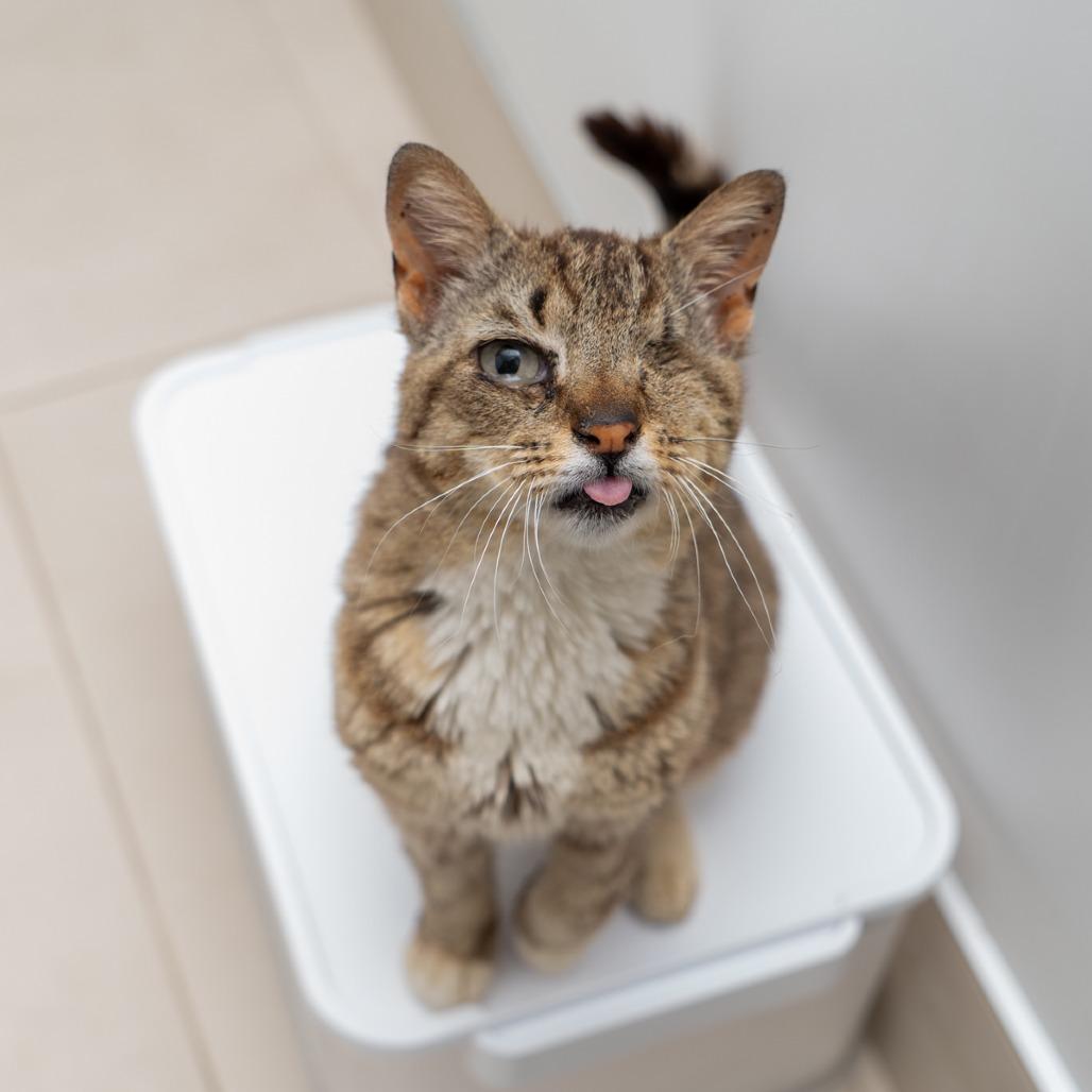 Enlarge Winchester, a Adoptable Domestic Short Hair in New York, NY image 2/2