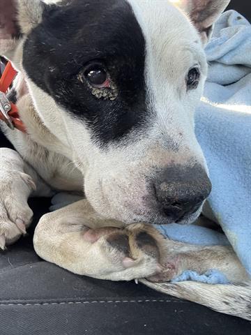 Enlarge CORNCOB, a Adoptable mixed breed in Dayton, OH image 1/1