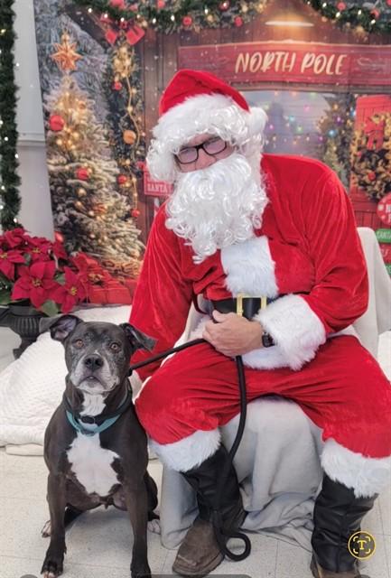 Enlarge FINLEY, a Adoptable mixed breed in Saint Peters, MO image 1/1