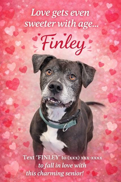 FINLEY, Adoptable, Adult Male Labrador Retriever & Mixed Breed.