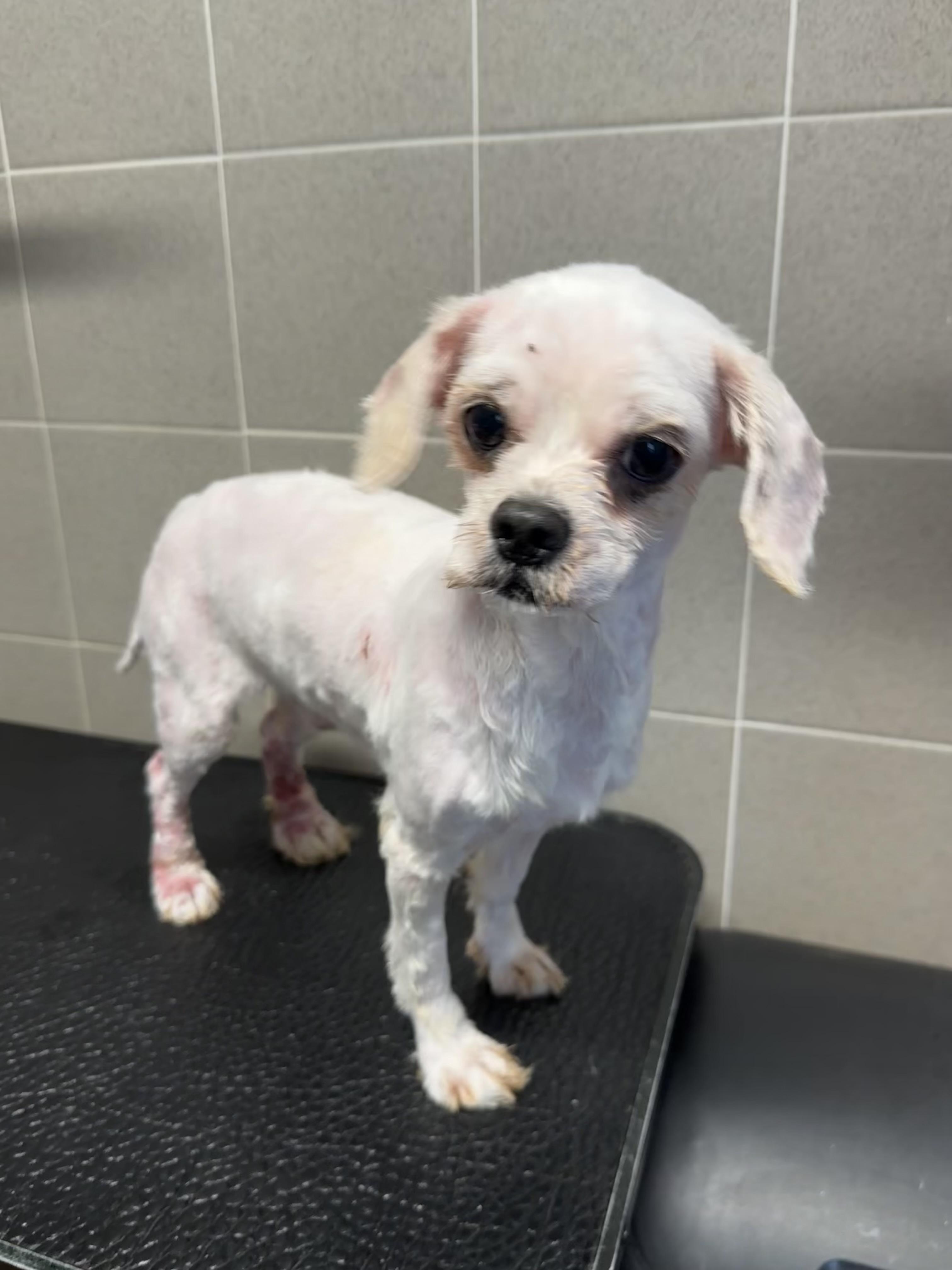 Pip, an adoptable Maltipoo in Lawrenceville, GA, 30046 | Photo Image 2