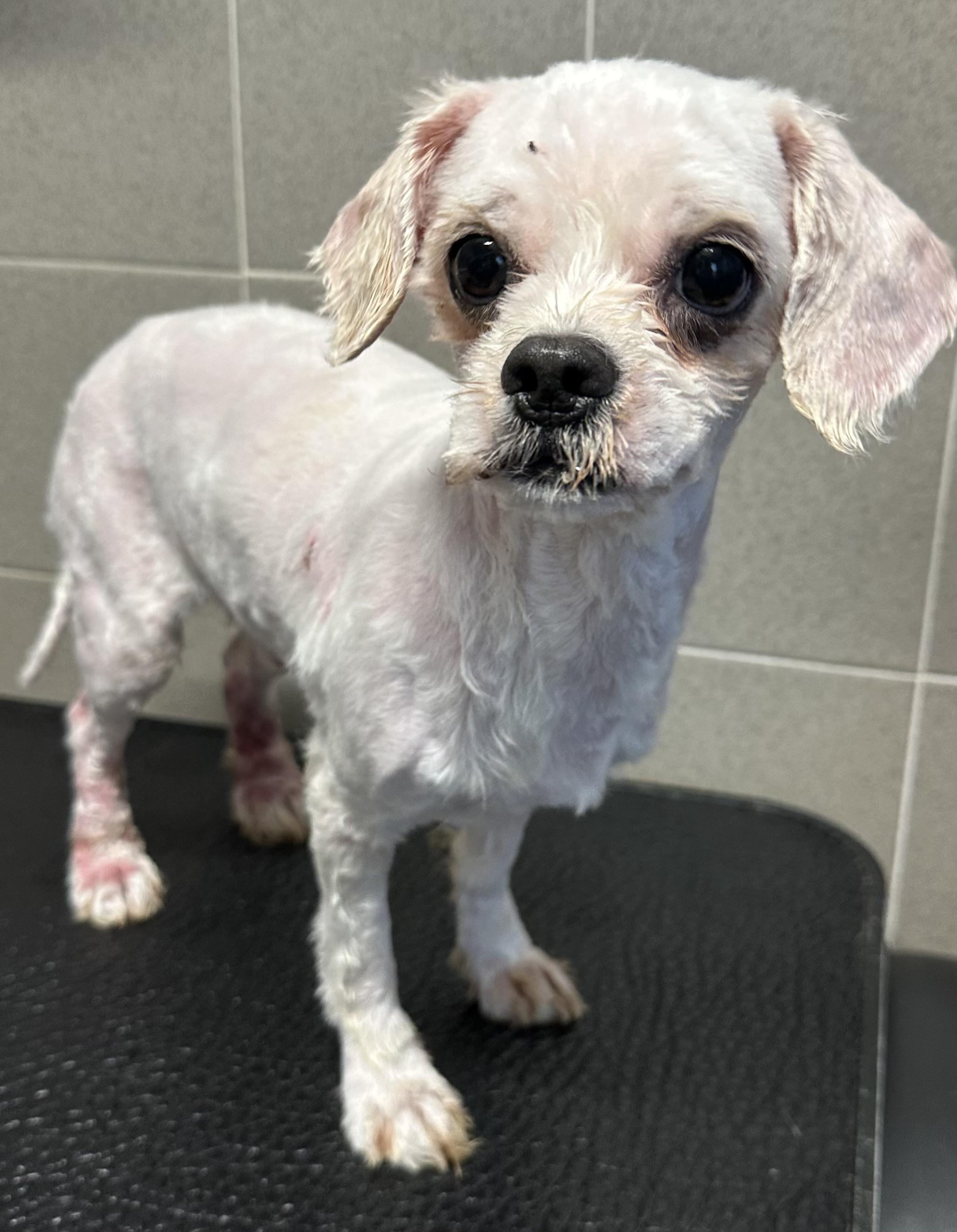 Pip, an adoptable Maltipoo in Lawrenceville, GA, 30046 | Photo Image 1