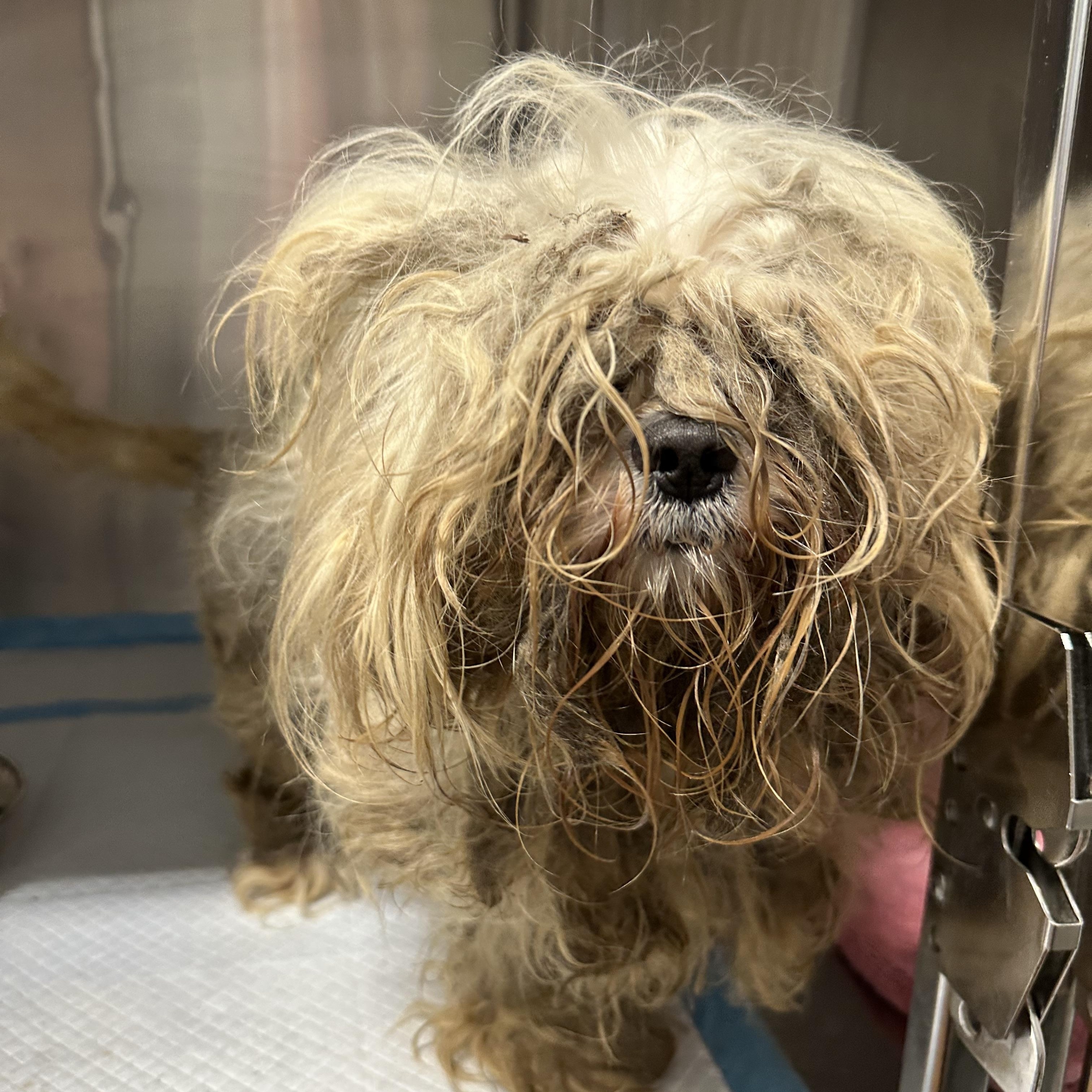 Pip, an adoptable Maltipoo in Lawrenceville, GA, 30046 | Photo Image 5