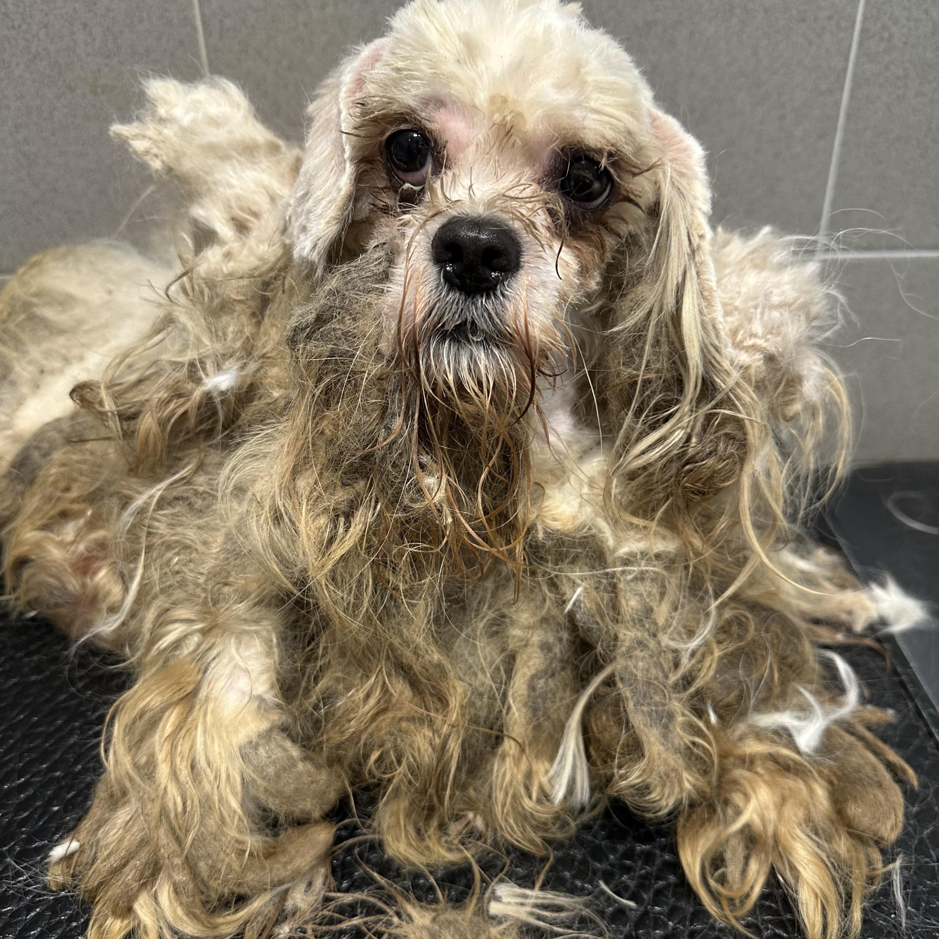 Pip, an adoptable Maltipoo in Lawrenceville, GA, 30046 | Photo Image 4