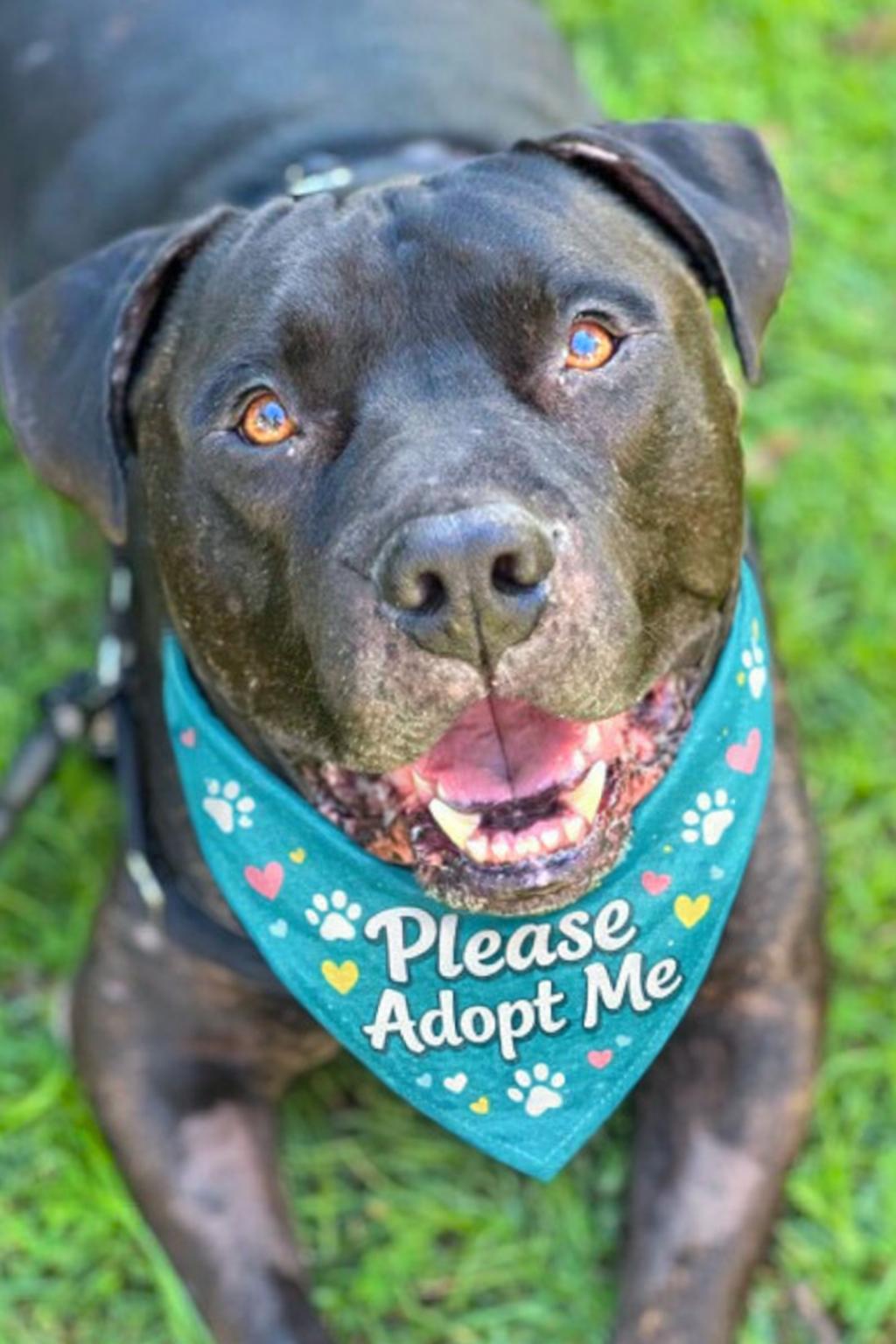 Enlarge Weston , a ADOPTABLE Pit Bull Terrier in Valley Village, CA image 1/4
