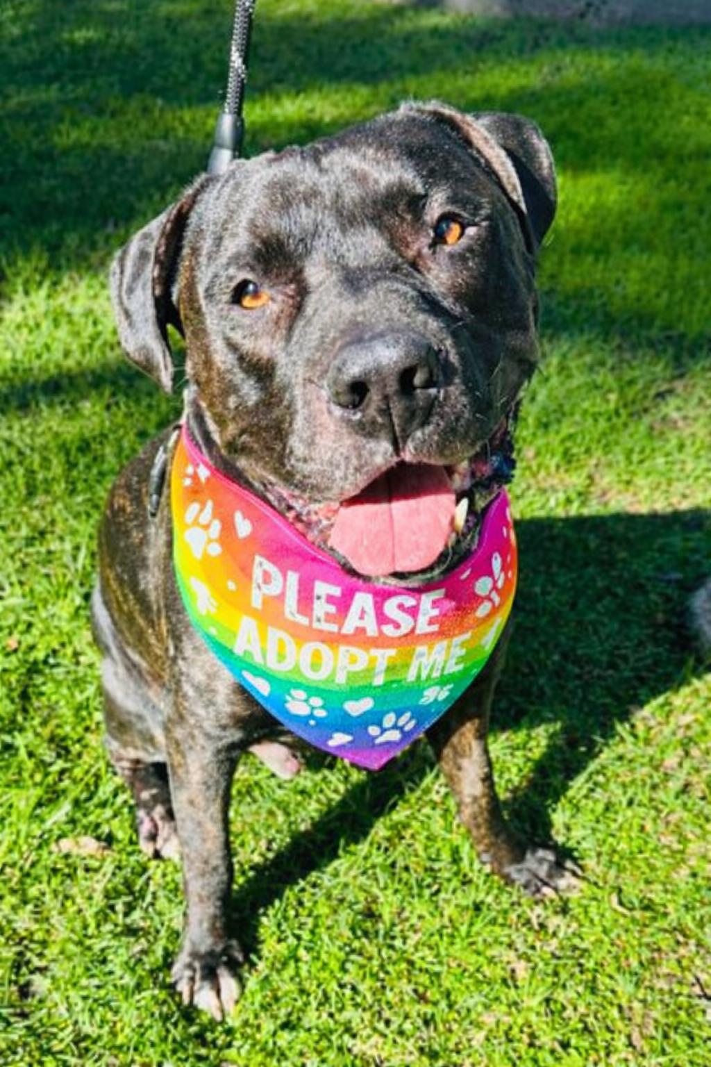 Enlarge Weston , a ADOPTABLE Pit Bull Terrier in Valley Village, CA image 3/4